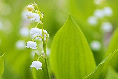 《与狼同行2》2023年发行 全新基于引擎预告片公布